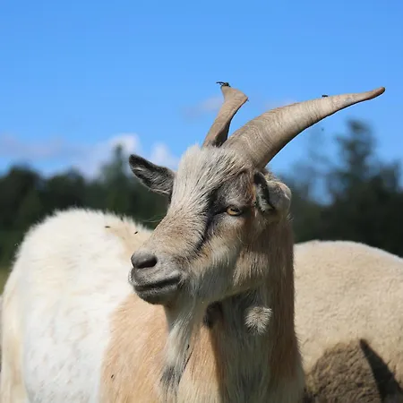 Peaceful Nature Escape Among Farm Animals Joekula (Viljandi)