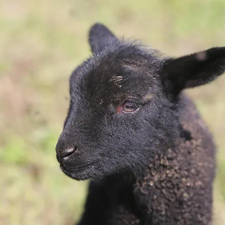 Peaceful Nature Escape Among Farm Animals