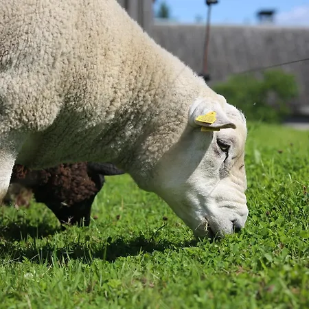 Peaceful Nature Escape Among Farm Animals *