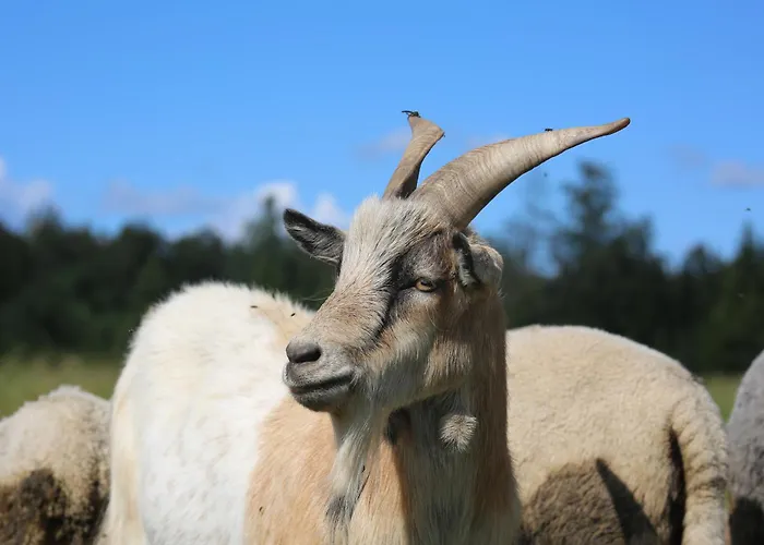 Peaceful Nature Escape Among Farm Animals Joekula (Viljandi)