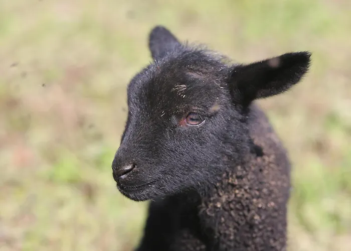 Peaceful Nature Escape Among Farm Animals