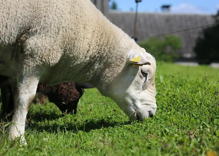 Peaceful Nature Escape Among Farm Animals *